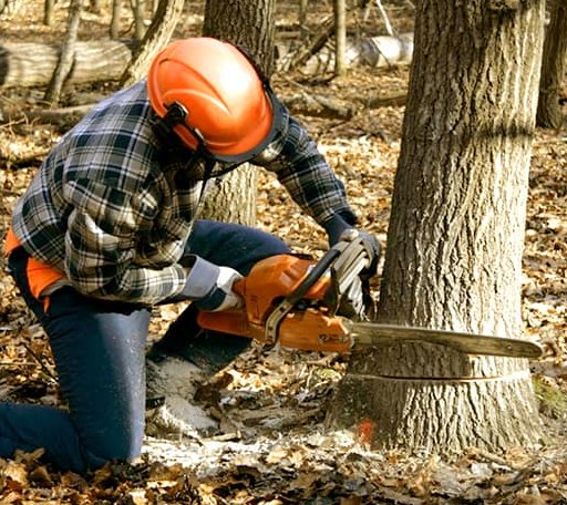 Tree Removal in Coats, NC